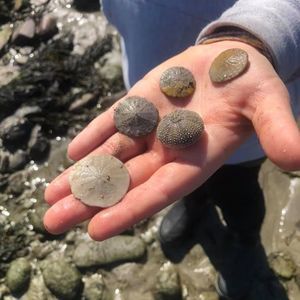 Meet your Posher, Harmony